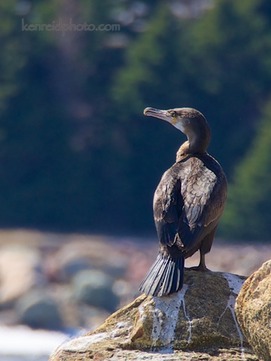 1-Cormorant 5