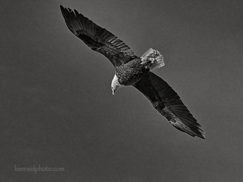 1-Eagle B&W