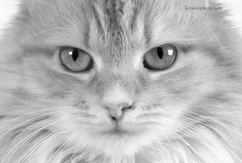 1-kitty close up b&w